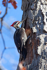 Pileated Woodpecker in a Oak Tree
