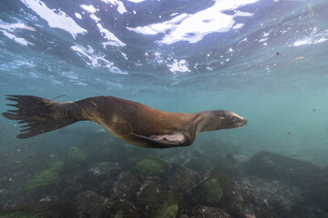 Seascape with California Sea Lion in the Pacific Ocean, California, United States