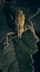 Details of a weevil perched on a green leaf