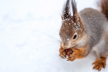 Winter. Portrait of a fluffy squirrel with nuts in its paws. Squirrels in the Tsaritsyno City Park. Feeding animals in winter.