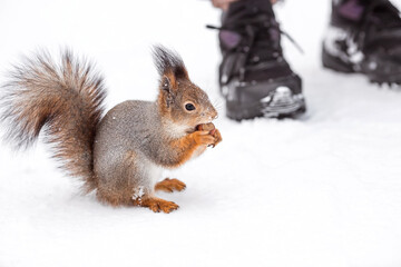 Winter. Portrait of a fluffy squirrel with nuts in its paws. Squirrels in the Tsaritsyno City Park. Feeding animals in winter.