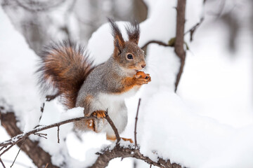 Naklejka na ściany i meble Winter. Portrait of a fluffy squirrel with nuts in its paws. Squirrels in the Tsaritsyno City Park. Feeding animals in winter.