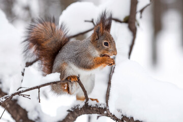 Naklejka na ściany i meble Winter. Portrait of a fluffy squirrel with nuts in its paws. Squirrels in the Tsaritsyno City Park. Feeding animals in winter.