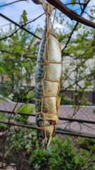 Cold smoked fish. Food Industry. smoked mackerel