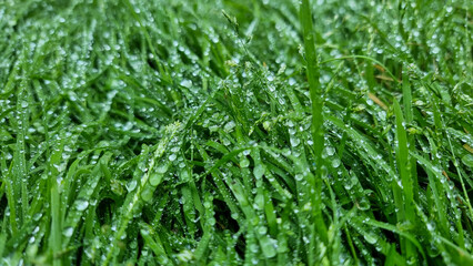 Water drops on fresh green grass background. Green grass background.