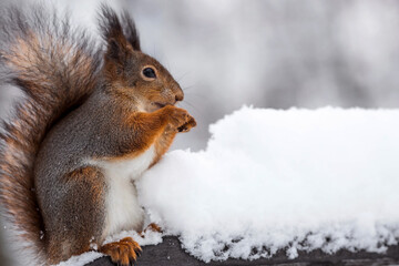 Fototapeta premium Winter. Portrait of a fluffy squirrel with nuts in its paws. Squirrels in the Tsaritsyno City Park. Feeding animals in winter.