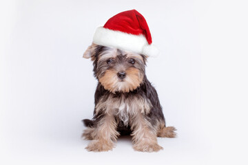 A Yorkshire terrier puppy in a Santa Claus hat with Christmas balls on a white background, the concept of Christmas, a place for text