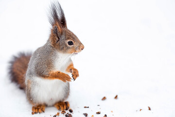 Fototapeta premium Winter. Portrait of a fluffy squirrel with nuts in its paws. Squirrels in the Tsaritsyno City Park. Feeding animals in winter.