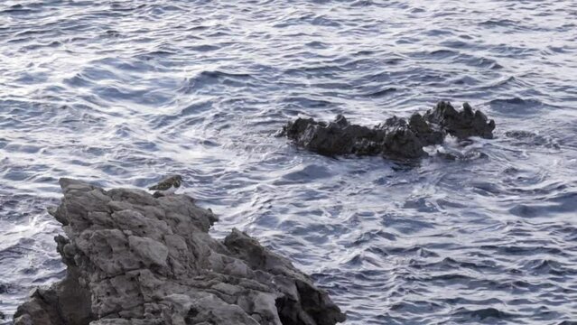 Arenaria interpres en la costa