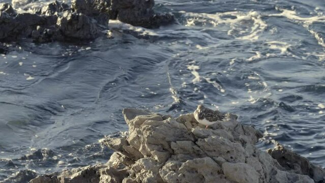 Arenaria interpres sobre roca en la costa