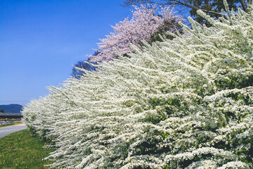 white piraea thunbergii small flowers in spring, kyoto