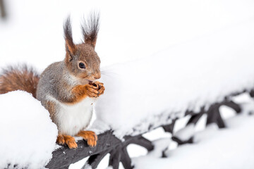 Winter. Portrait of a fluffy squirrel with nuts in its paws. Squirrels in the Tsaritsyno City Park. Feeding animals in winter.