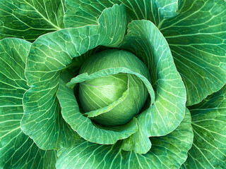 Fototapeta premium green background of ripe cabbage