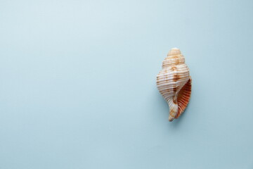 Seashell on the table. Summer travel concept.