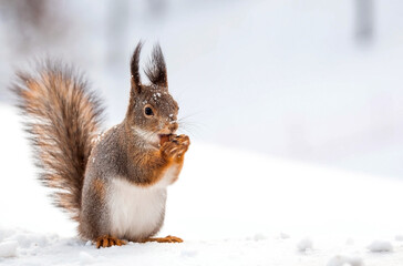 Winter. Portrait of a fluffy squirrel with nuts in its paws. Squirrels in the Tsaritsyno City Park. Feeding animals in winter.
