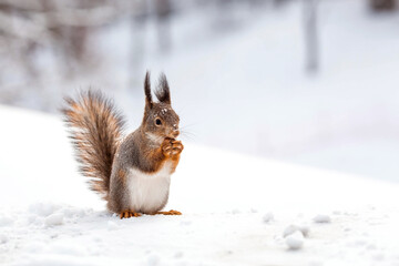 Winter. Portrait of a fluffy squirrel with nuts in its paws. Squirrels in the Tsaritsyno City Park. Feeding animals in winter.