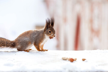 Winter. Portrait of a fluffy squirrel with nuts in its paws. Squirrels in the Tsaritsyno City Park. Feeding animals in winter.