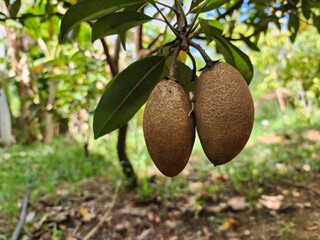 Manilkara zapota is a medium-sized, bushy perennial. The oval fruit is brown with a high sugar content. and contains vitamins A and C, calcium, phosphorus