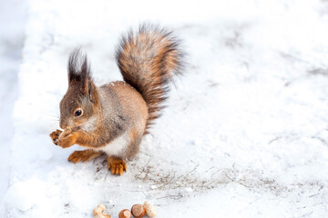 Winter. Portrait of a fluffy squirrel with nuts in its paws. Squirrels in the Tsaritsyno City Park. Feeding animals in winter.