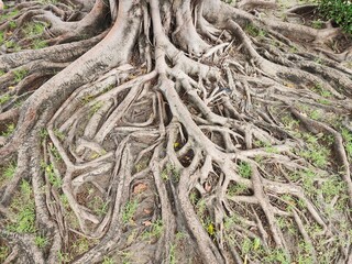 Big trees have roots that spread out over a wide area, causing problems with tree roots destroying building structures, walls or fences.