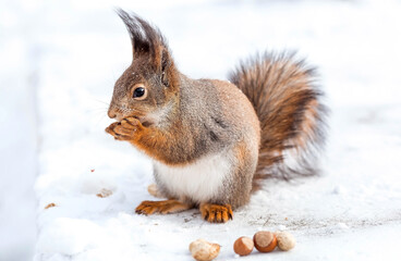 Winter. Portrait of a fluffy squirrel with nuts in its paws. Squirrels in the Tsaritsyno City Park. Feeding animals in winter.