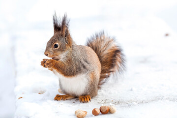 Winter. Portrait of a fluffy squirrel with nuts in its paws. Squirrels in the Tsaritsyno City Park. Feeding animals in winter.