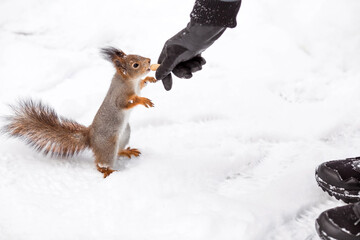 Winter. Portrait of a fluffy squirrel with nuts in its paws. Squirrels in the Tsaritsyno City Park. A man feeds a squirrel with his hands. Feeding animals in winter.