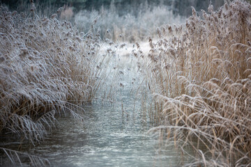 reed covered in white hoarfrost above frozen lake