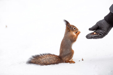 Winter. Portrait of a fluffy squirrel with nuts in its paws. Squirrels in the Tsaritsyno City Park. A man feeds a squirrel with his hands. Feeding animals in winter.