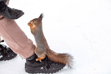 Winter. Portrait of a fluffy squirrel with nuts in its paws. Squirrels in the Tsaritsyno City Park. A man feeds a squirrel with his hands. Feeding animals in winter.