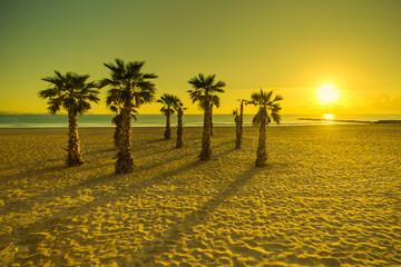 Plaża Palmy Wschód słońca Hiszpania - obrazy, fototapety, plakaty