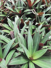 Obraz premium Moses in the Cradle or Tradescantia spathacea or boat lily, Moses in a basket or Moses-in-the-bulrushes or oyster plant on a sunny day