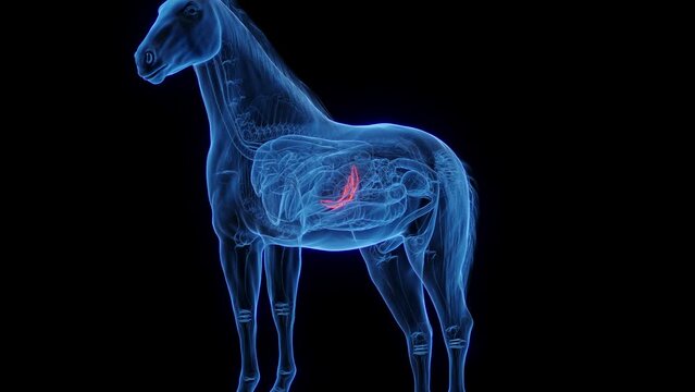 3D medical animation of a horse's pancreas