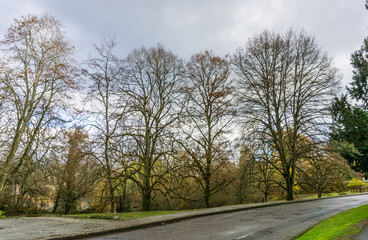 Autumn Arboretum Road 3