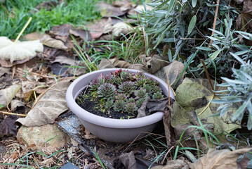 Succulents in a small broken pot outside in the yard in the autumn