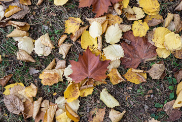 Colorful autumn leaves on the ground