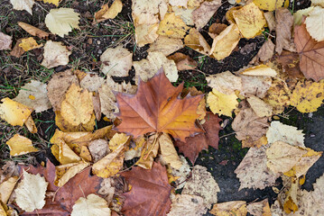 Colorful autumn leaves on the ground