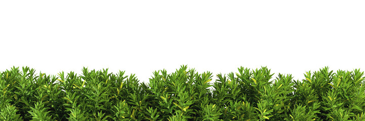 Obraz premium Shrubs green plants fence line cut out backgrounds 3d rendering png file