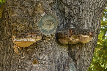 Bracket fungi on an old tree in Czech republic,Europe
 - obrazy, fototapety, plakaty