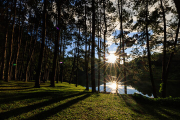 over fair light from the sun and water reflection and shadow of the pine trees in afternoon at the...