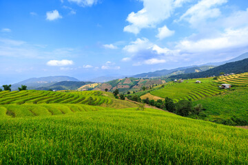 Fototapeta na wymiar landscape view rice fields terrace at Pa Bong Pieng chiang mai north of thailand and blur sky background