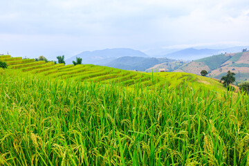 Close-up aers of rice seeds in ear of paddy. at rice terraces Pa Bong Piang, Chaing Mai North of Thailand