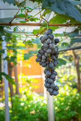 Close up of grapes hanging on branch. Hanging grapes. Grape farming. Grapes farm. Tasty green grape bunches hanging on branch. Grapes. With Selective Focus on the subject.