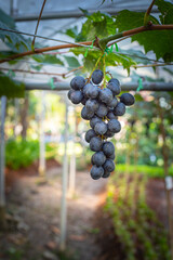 Close up of grapes hanging on branch. Hanging grapes. Grape farming. Grapes farm. Tasty green grape bunches hanging on branch. Grapes. With Selective Focus on the subject.