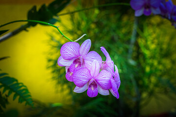 A beautiful tiger orchid flower in a blurry background on a window indoors at home. A flower of a...