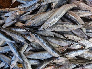 halfbeak needle fish strogylura spipe fish pile in Indian Fish store