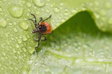 Dangerous female deer tick crawling in dew drops of wet leaf. Ixodes ricinus or scapularis. Closeup...