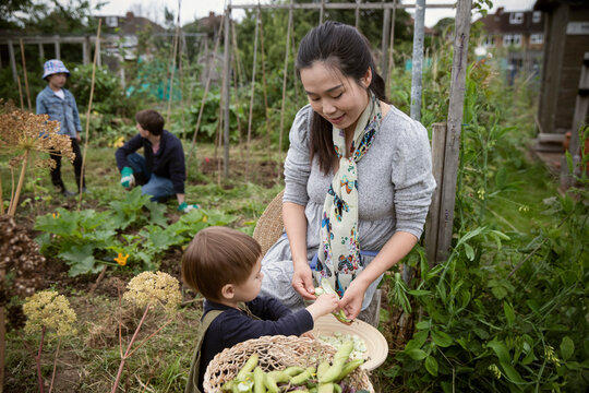 Mother and toddler son shelling butter beans in garden