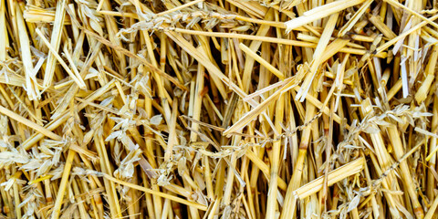 straw texture. dry stalks of wheat. Horizontal image. Banner for insertion into site.