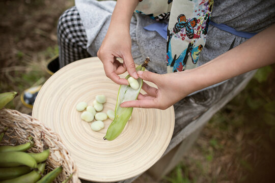 View from above woman shelling butter beans